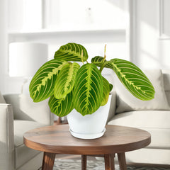 Lemon Lime Maranta ‘Lemon Lime Prayer Plant’ in a pot on a table, adding fresh greenery and visual interest to the indoor space.