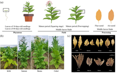 Metabolomic and transcriptomic analyses reveal differences in fatty acids in tobacco leaves across cultivars and developmental stages | BMC Plant Biology