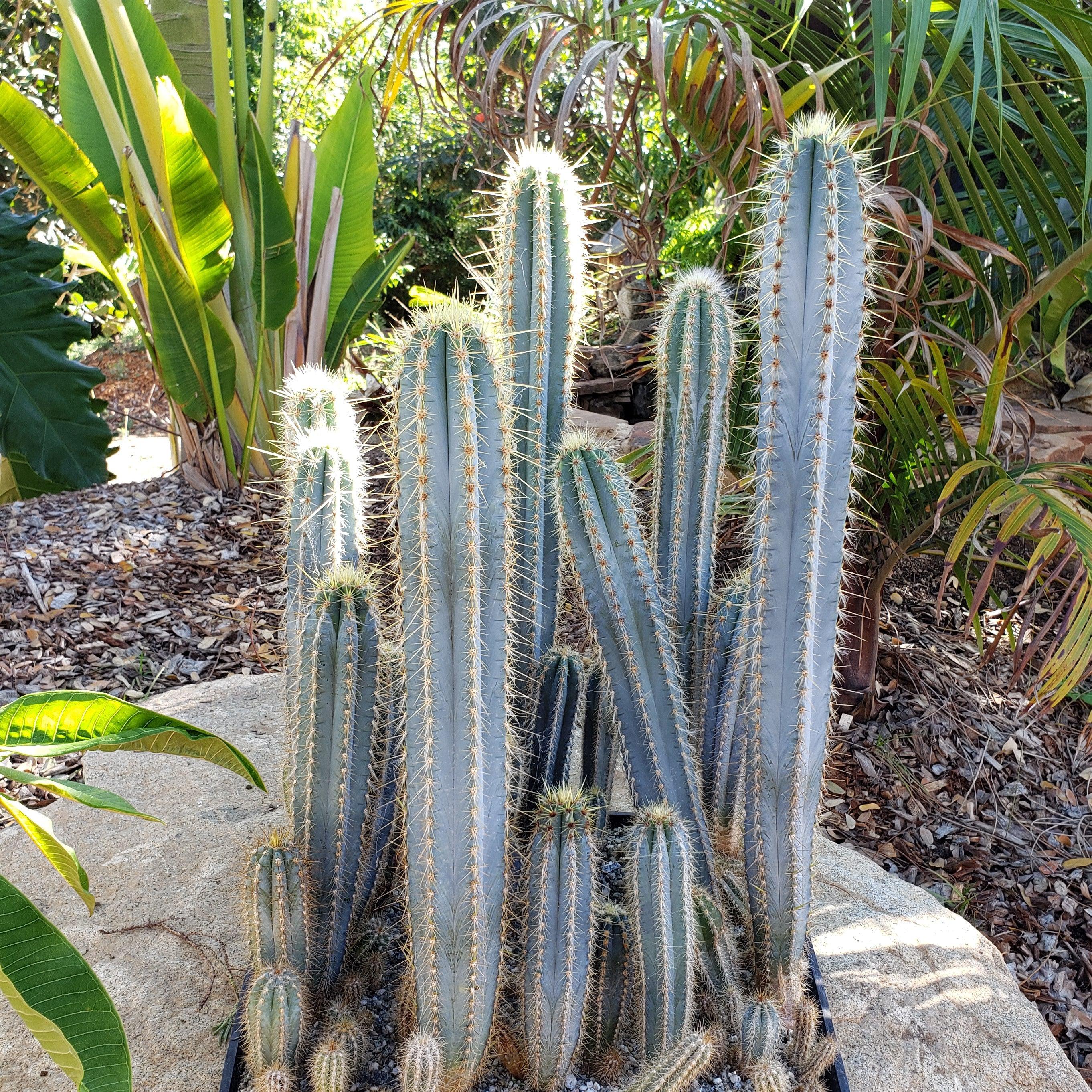 Blue Torch Cactus 'Pilosocereus pachycladus' with tall blue stems and long spines, set among lush tropical plants in a sunny garden.