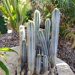 Blue Torch Cactus 'Pilosocereus pachycladus' with tall blue stems and long spines, set among lush tropical plants in a sunny garden.