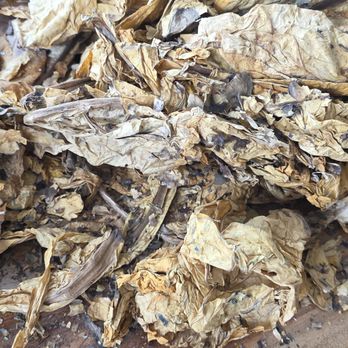 tobacco leaf near me LEAF ONLY - Updated May 2026 - 10 Photos & 26 Reviews