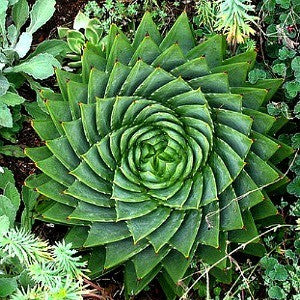 Aloe polyphylla - Spiral Aloe