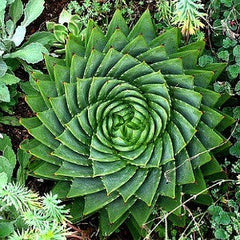 Aloe polyphylla - Spiral Aloe