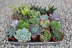 4" Assorted Succulents bulk wholesale succulent prices at the succulent source - 1