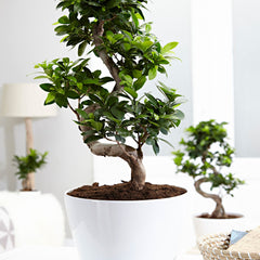 Bonsai Ficus 'Ginseng' S-Form XL inkl. Ziertopf, weiß