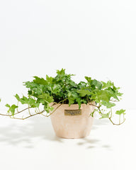 English Ivy Plant (Hedera helix) in beige pot - Lush trailing green ivy foliage, classic easy care houseplant