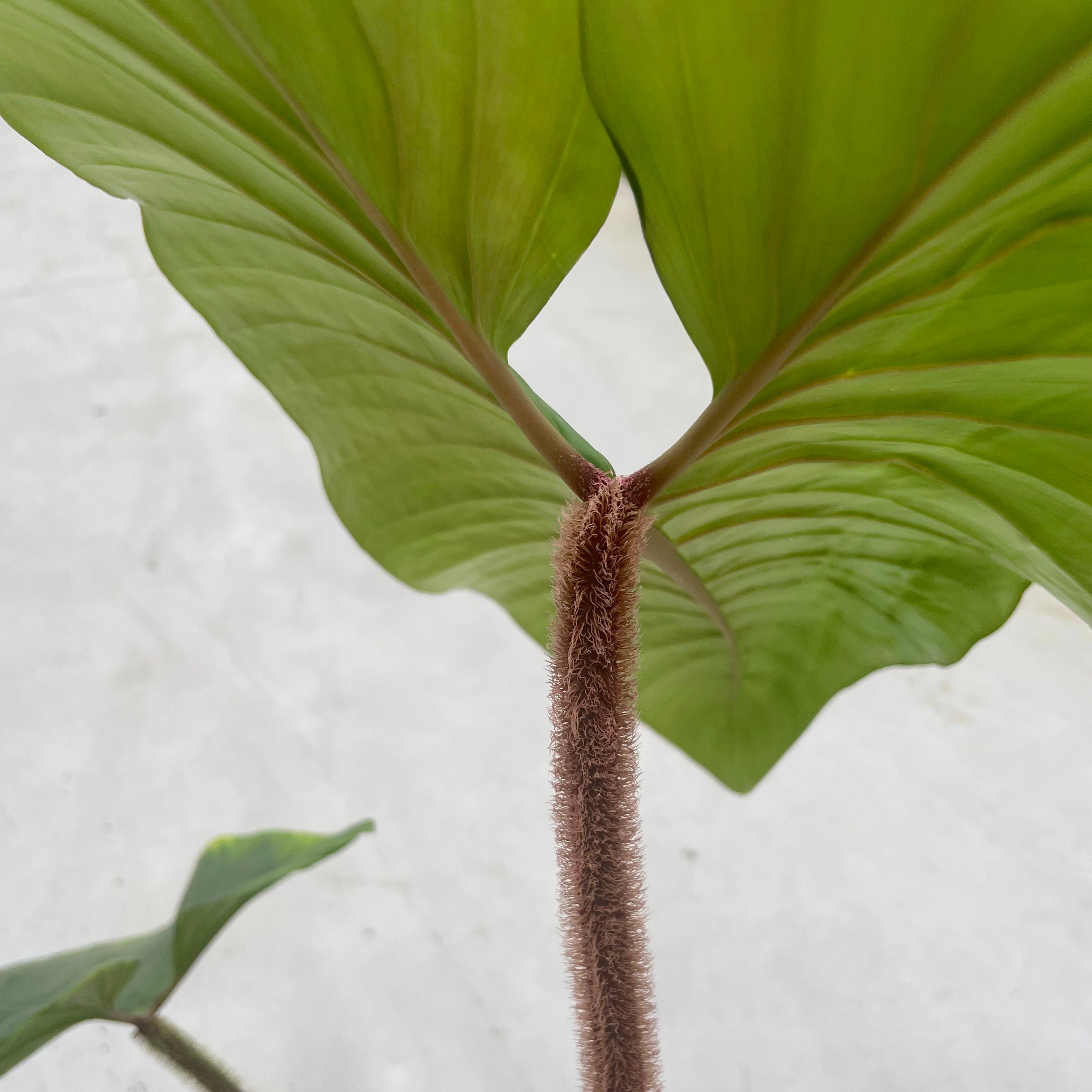 Philodendron Squamicaule 'Blushing'