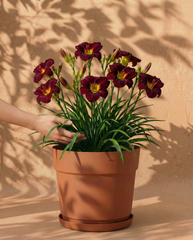 Weinrote Hemerocallis im terracota Bloom-Übertopf mit dekorativem Band und Untersetzer