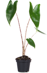 Alocasia zebrina (Elefantenohr) (XS)
