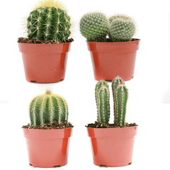 Assorted Cactus - 4 inch containers