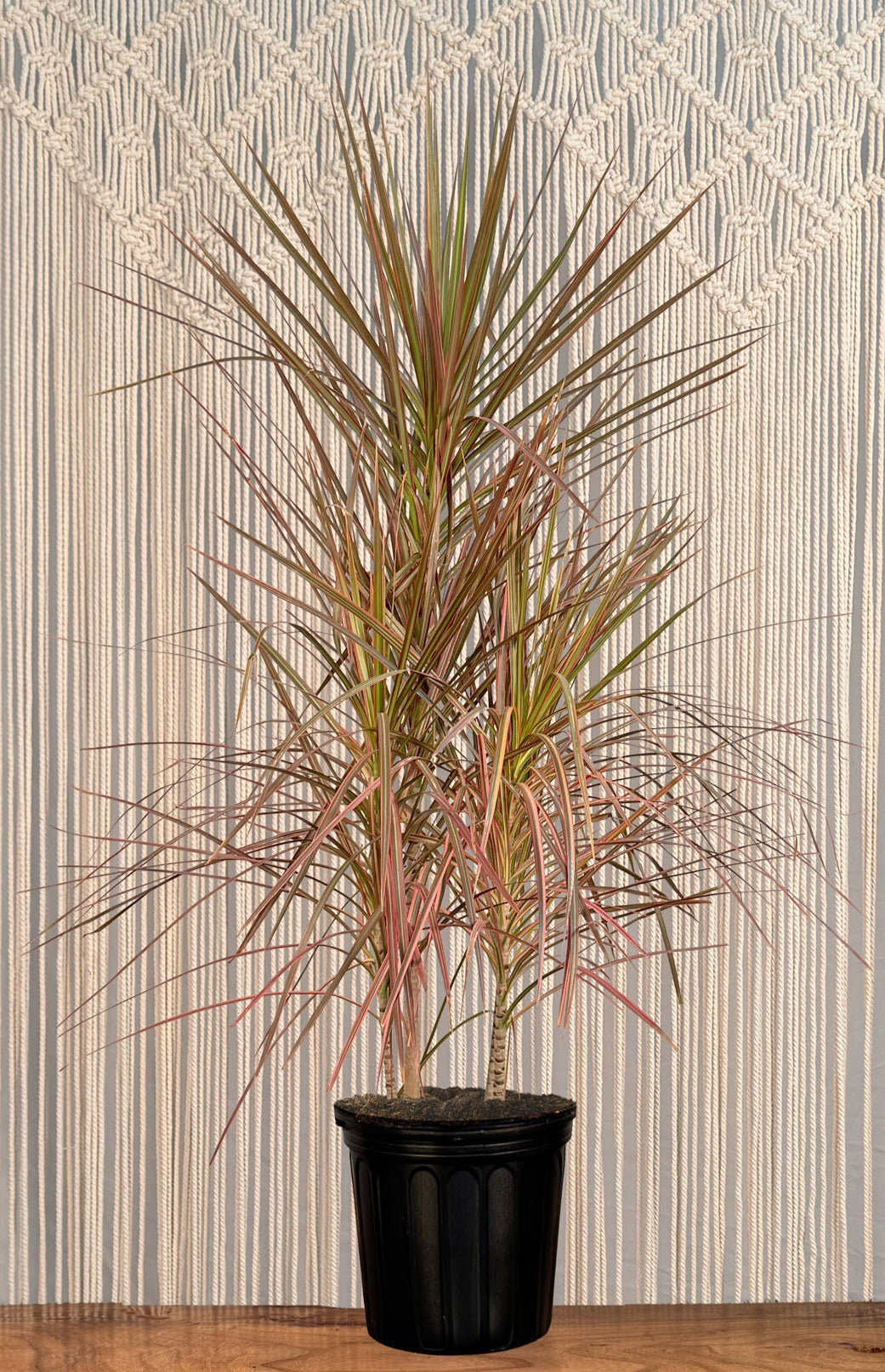 Dracaena Marginata 'Red'