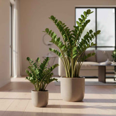 Glücksfeder (Zamioculcas zamiifolia) in zwei Größen in hellem Wohnzimmer in schlichten beigen Übertöpfen