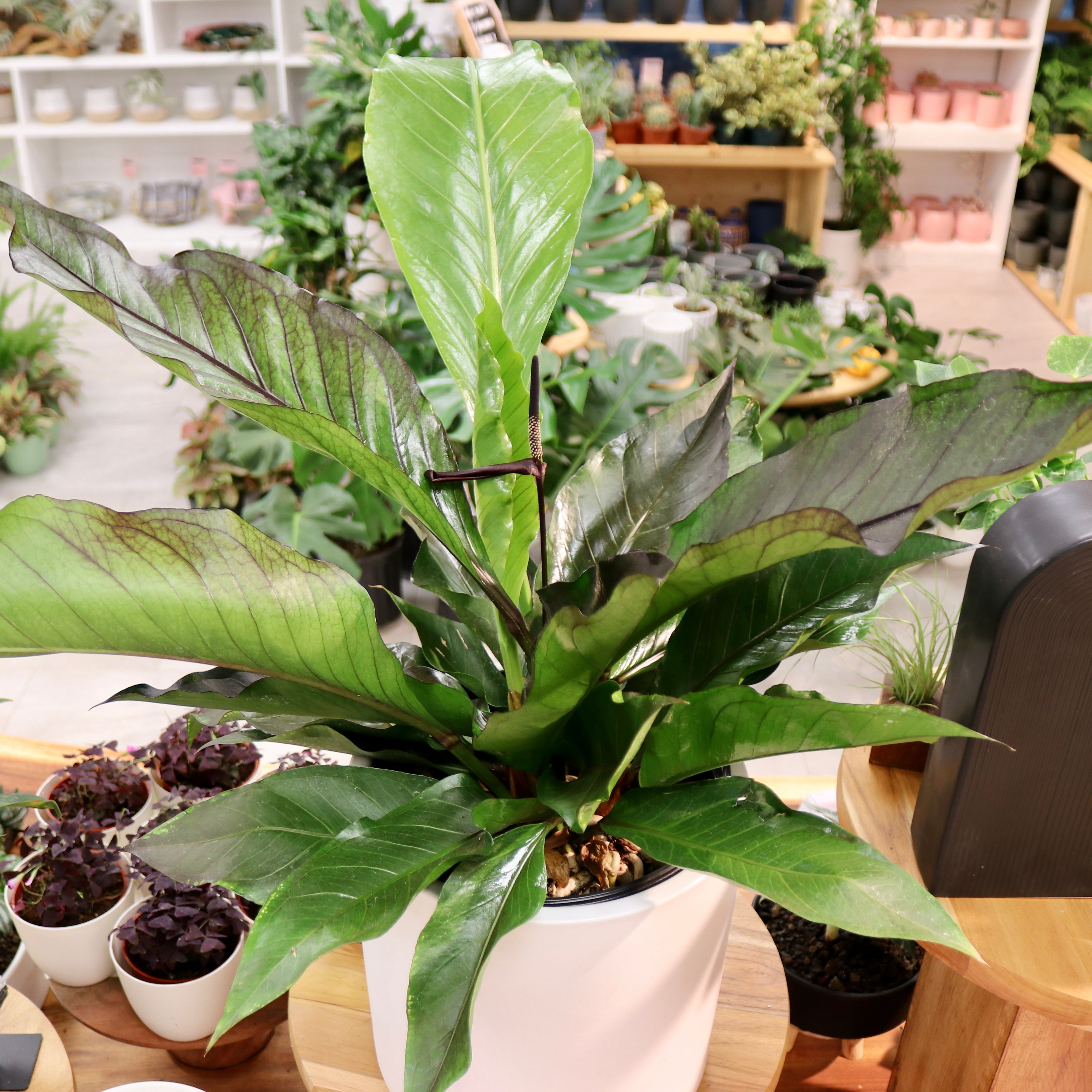 Anthurium 'Big Red Bird'