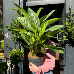 Aglaonema ‘Stripes’ (21cm pot)