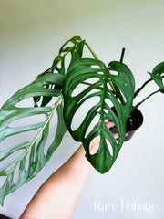 Monstera Esqueleto 6”