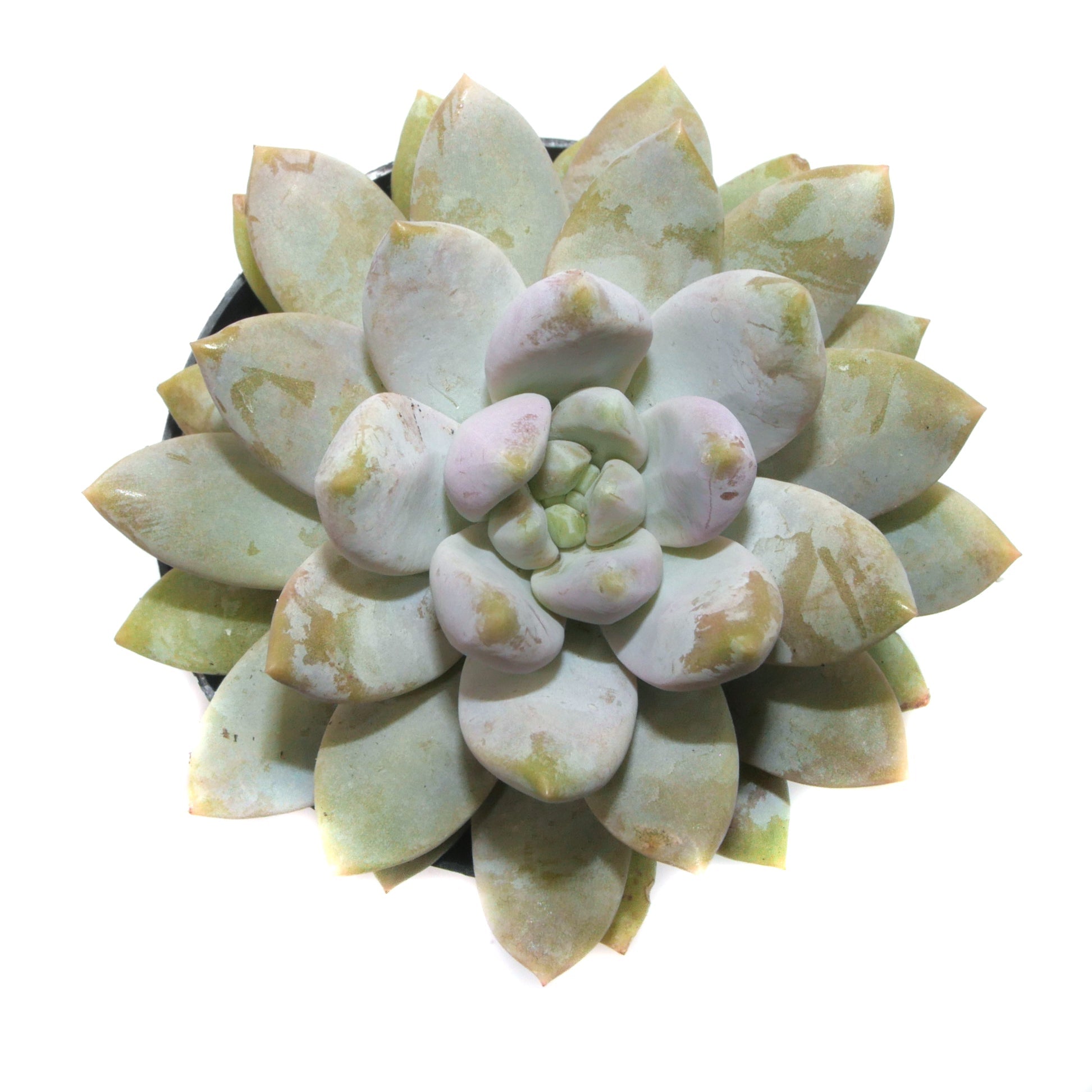 Sedeveria Lilac Mist - Lazy Gardens