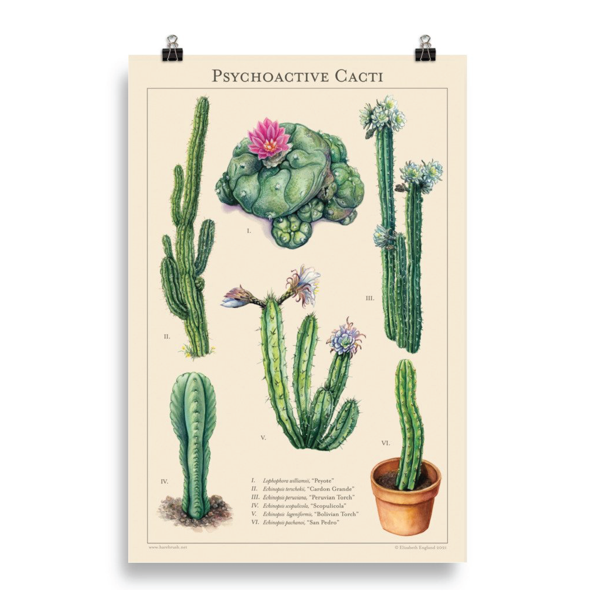 'Psychoactive Cacti' '11x17" (Art Print)