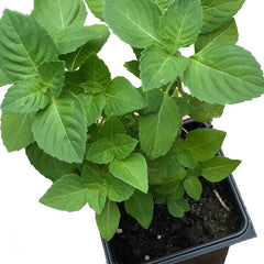 The Holy Basil Live Plant (Ocimum tenuiflorum) by Smoke Camp Crafts comes in a 2.5-inch pot, featuring sweet-scented green leaves. This organic medicinal herb, also known as Tulsi, is an annual temperate basil.