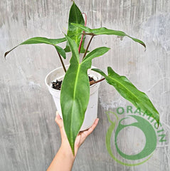 Philodendron Mexicanum Bicolor