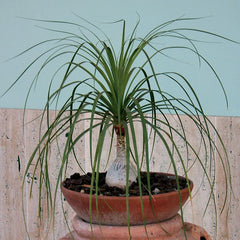 Ponytail Palm Seeds