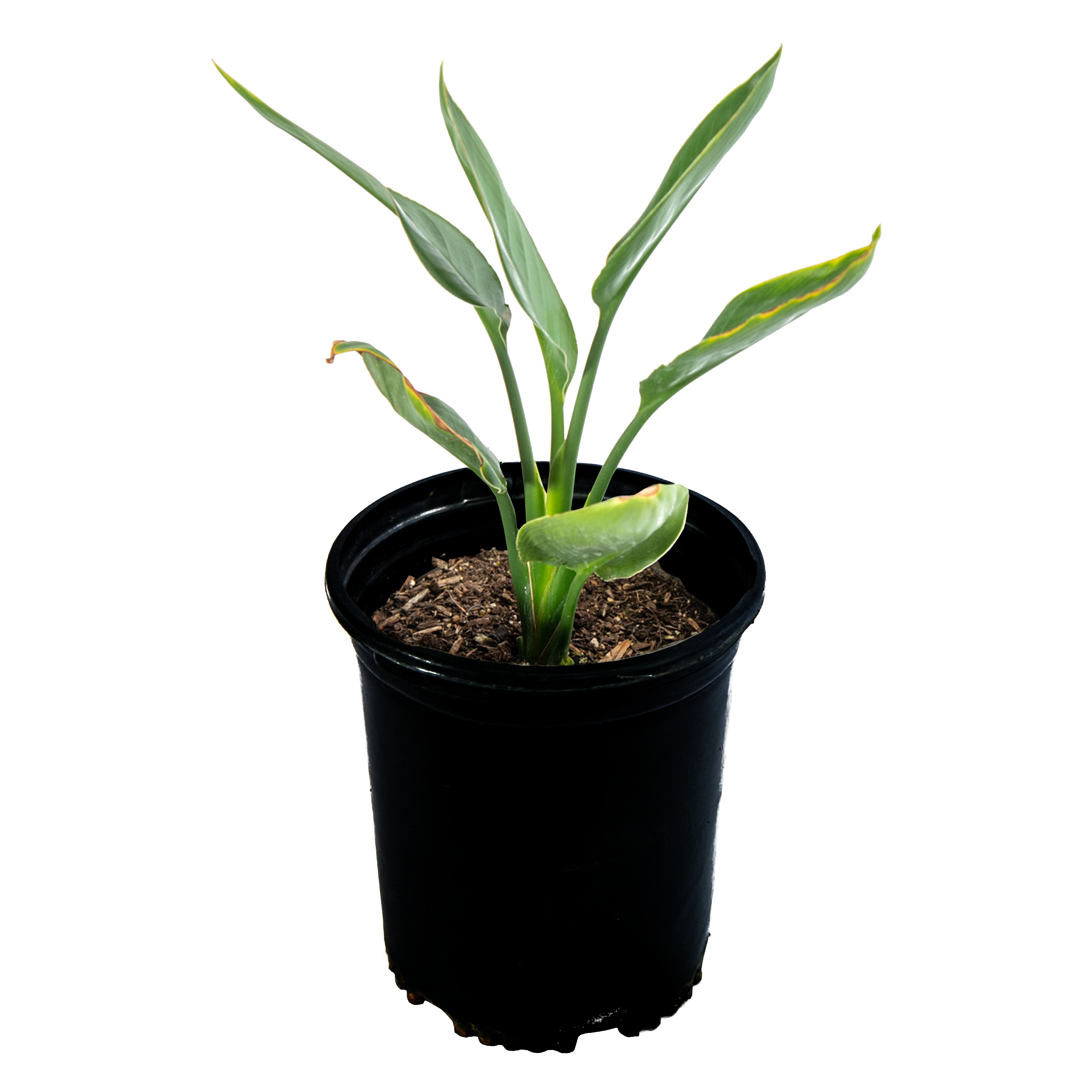 High-angle view of Strelitzia reginae, displaying lush, upright green leaves and iconic orange and blue bird-like flowers emerging gracefully above the foliage.