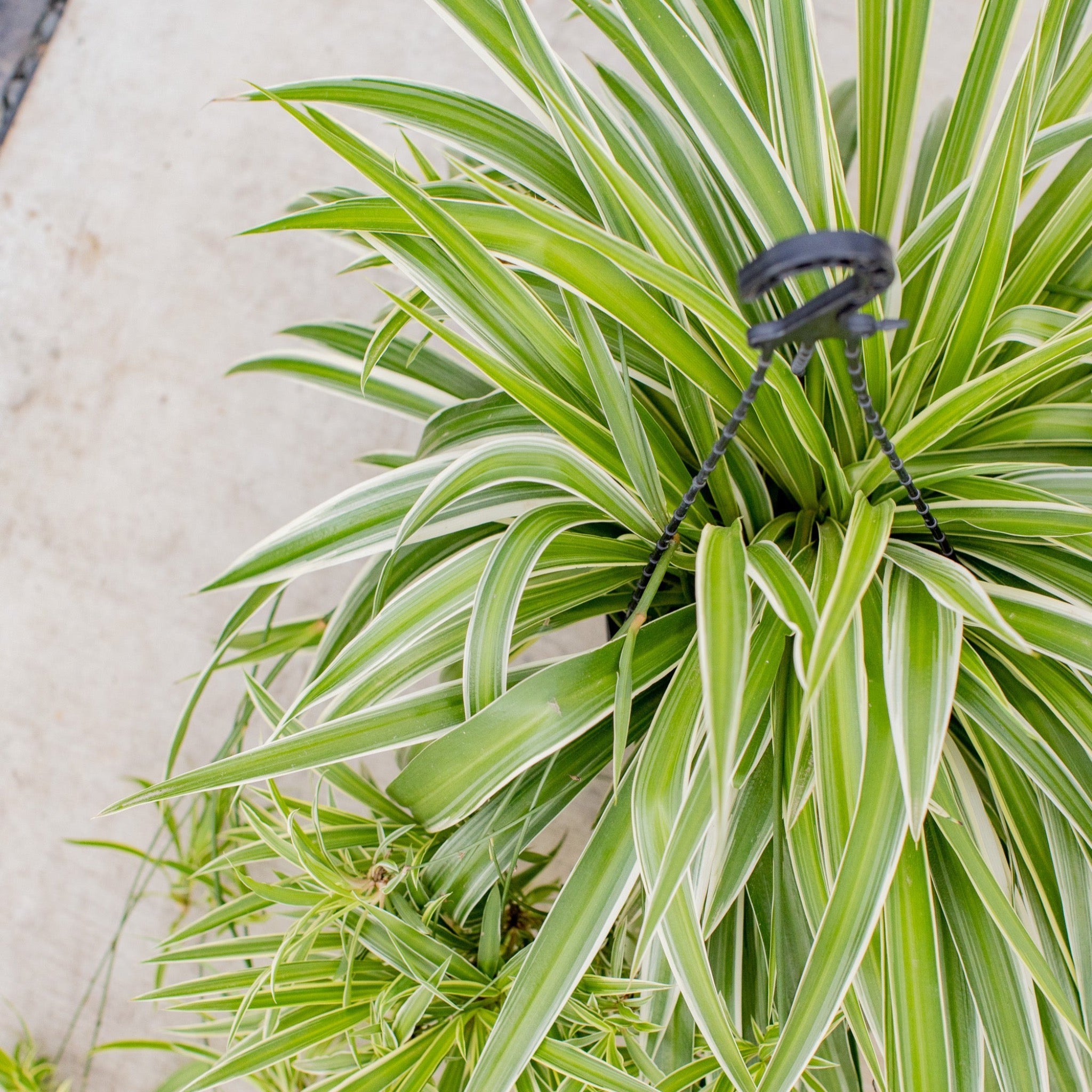Top view of a Spider Plant also known as Chlorophytum comosum featuring white and green variegated leaves