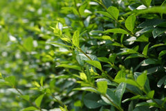 Wintergrüner Liguster 'Atrovirens' - Ligustrum vulgare 'Atrovirens'