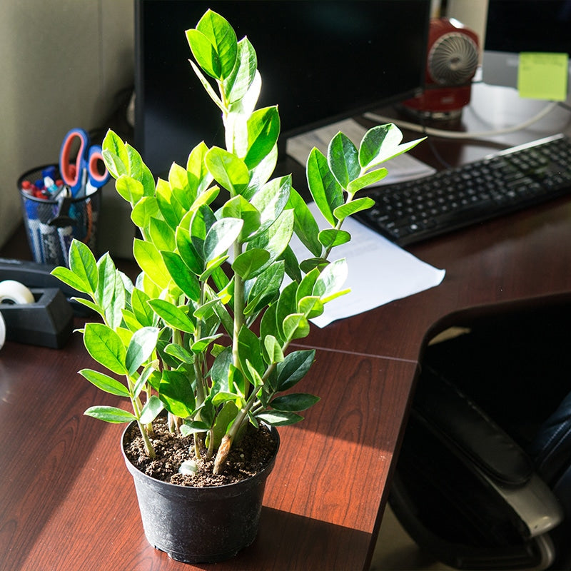 A potted ZZ Plant placed on a wooden desk next to a computer setup and a window.