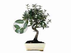 Bonsái Quercus Suber – Alcornoque 7 Años_0