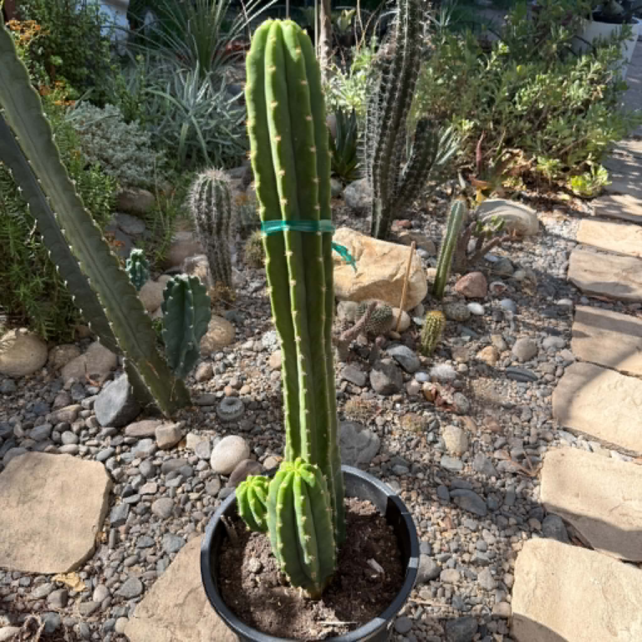 DesertScapeSucculent Cactus 5 gal Echinopsis pachanoi 'San Pedro Cactus'