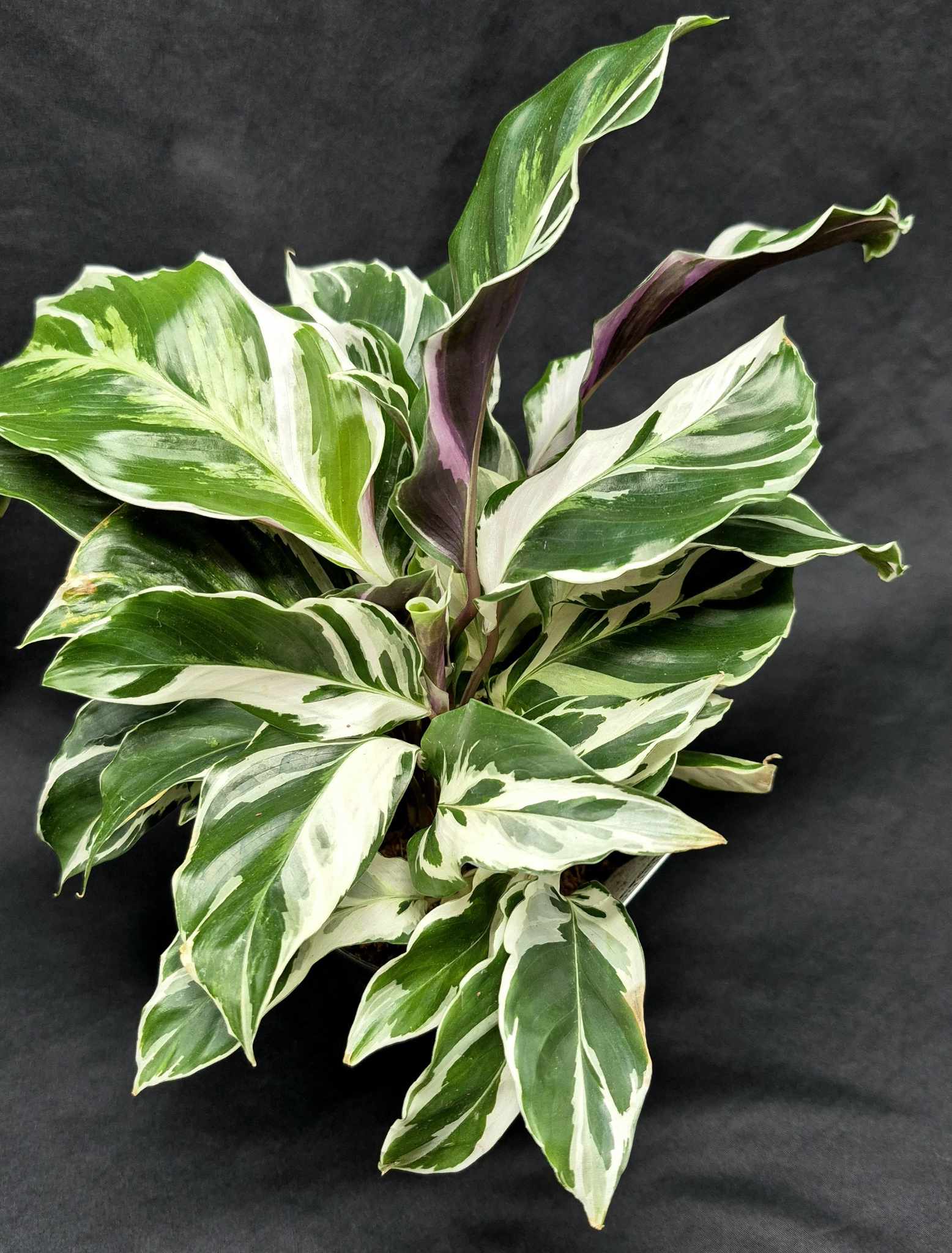 Calathea 'White Fusion'