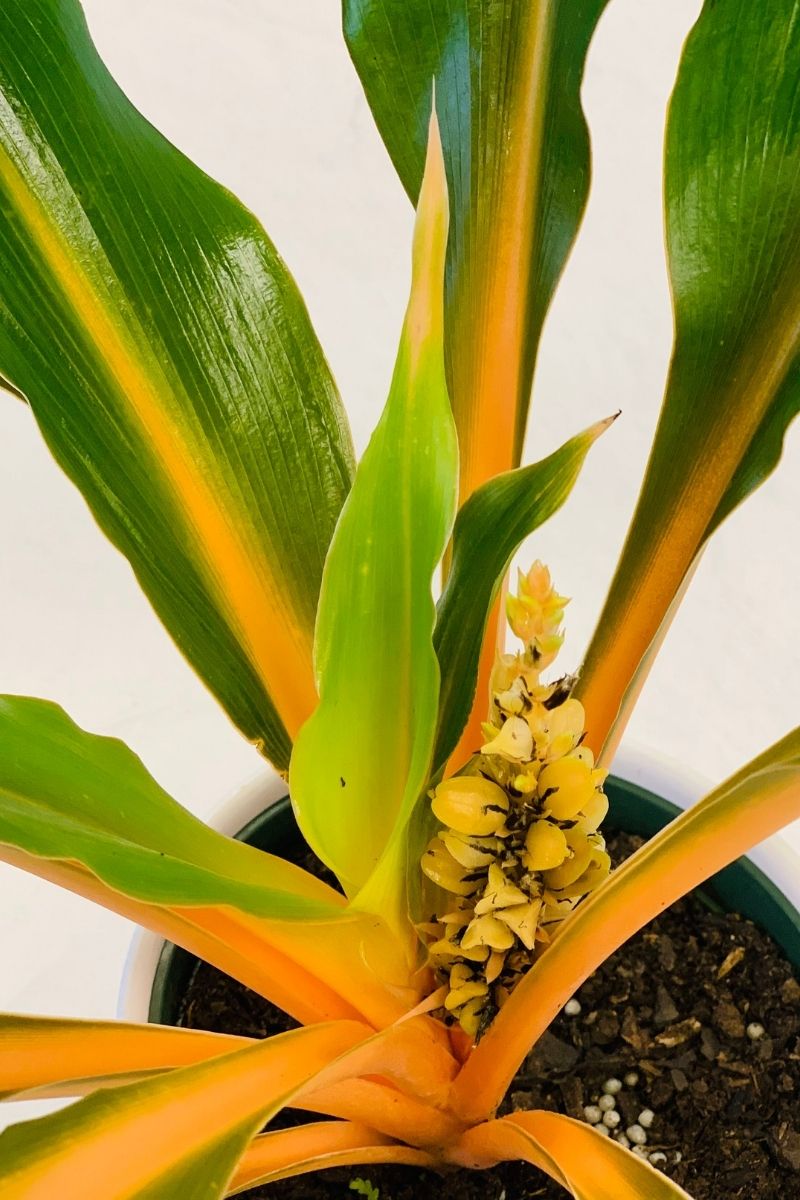 Spider Plant, Variegated Mandarin Orange