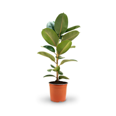 Großer Gummibaum 'Robusta' als Zimmerpflanze