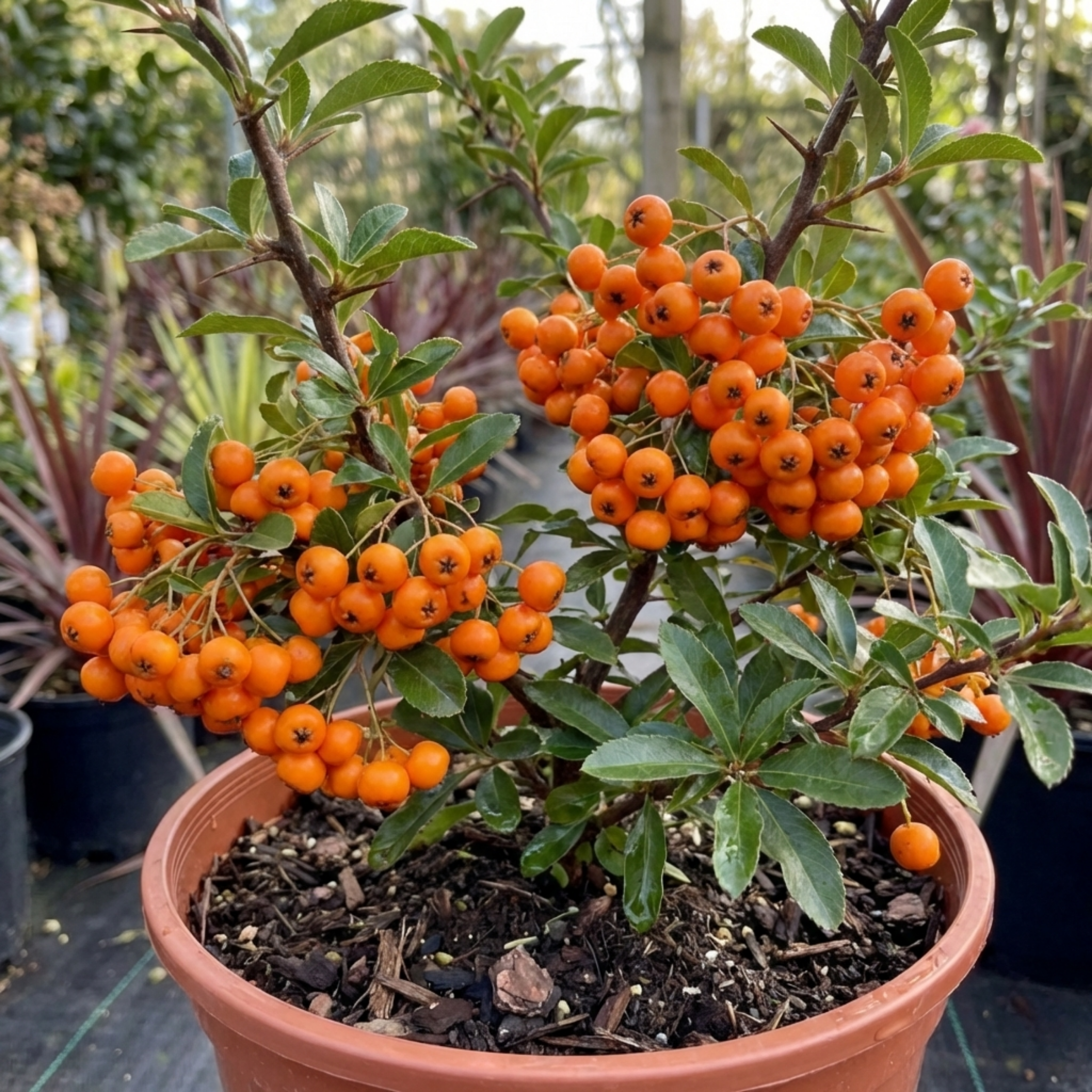 Pyracantha Orange Glow Firethorn Plants