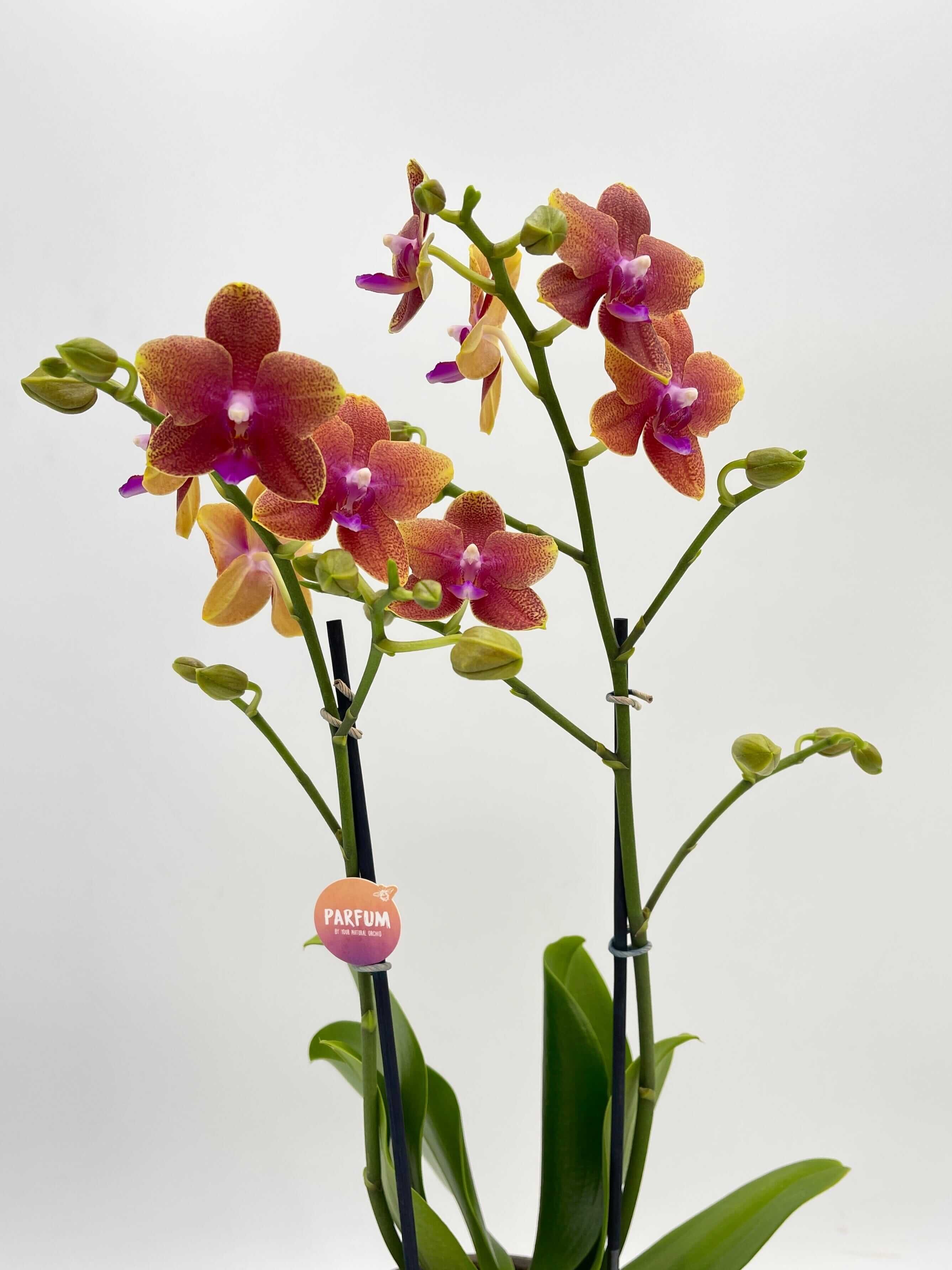 Fragrant Orchid, Phalaenopsis 'Bolgheri'