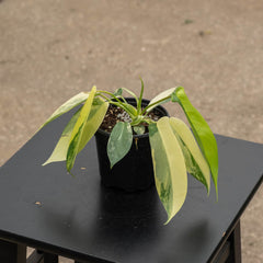 Gabriella Plants Philodendron Hybrid 4" Philodendron 'Florida Beauty'