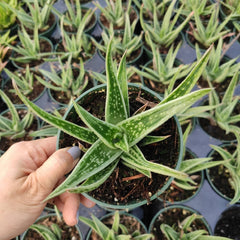 Variegated Aloe 'Partridge Breast' in small pot, speckled leaves.