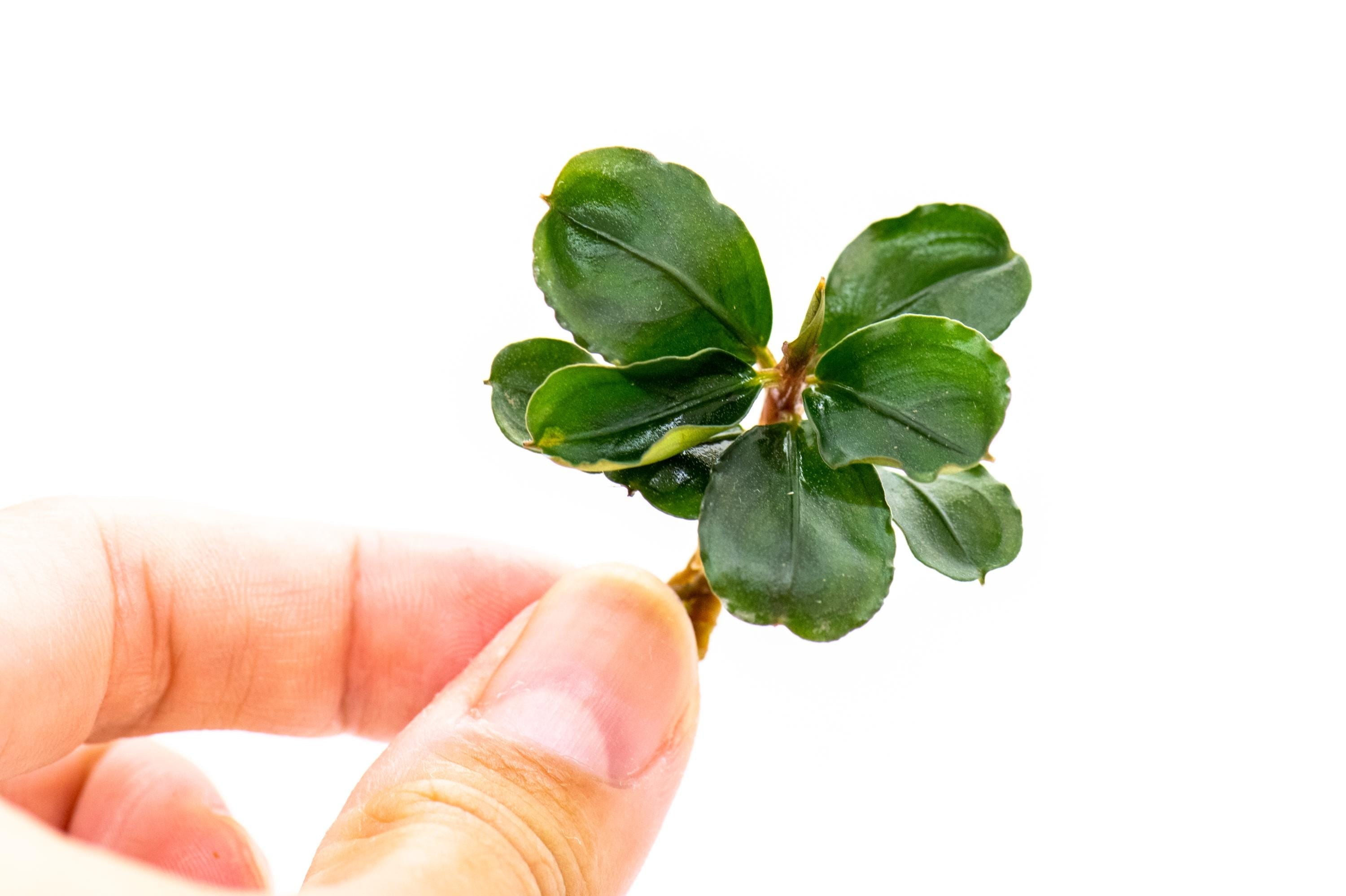 10 Rare Bucephalandra Plants + Mystery Bonus | Live Aquarium Plant Pack | Low Light | Shrimp Tank | Planted Tank