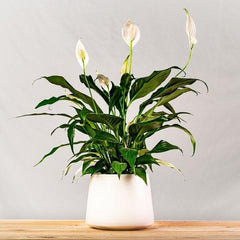 Peace lily (Spathiphyllum) is a houseplant with glossy green leaves and white blooms in a bright room, perfect for low-light indoor décor.