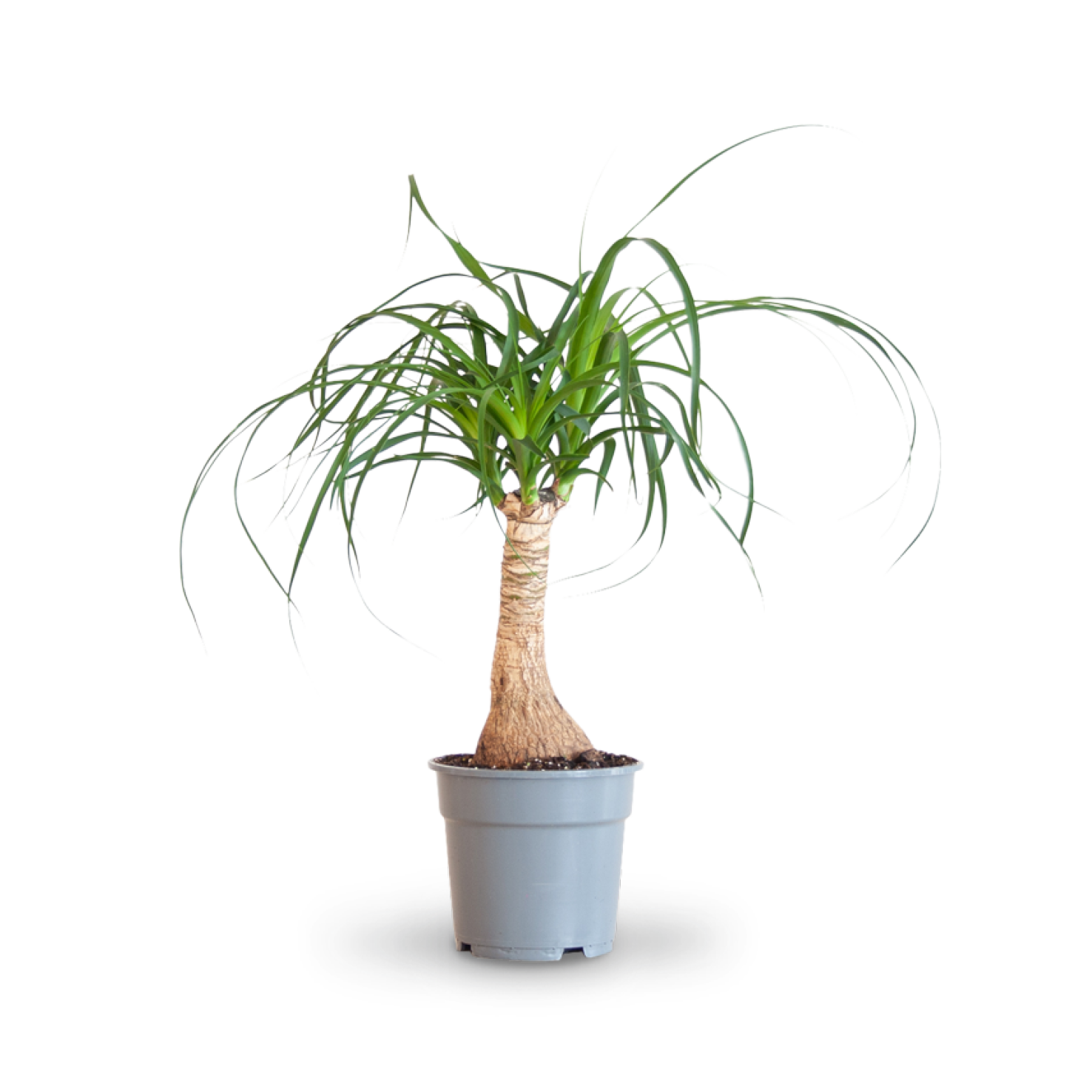 Plantura Elefantenfuß