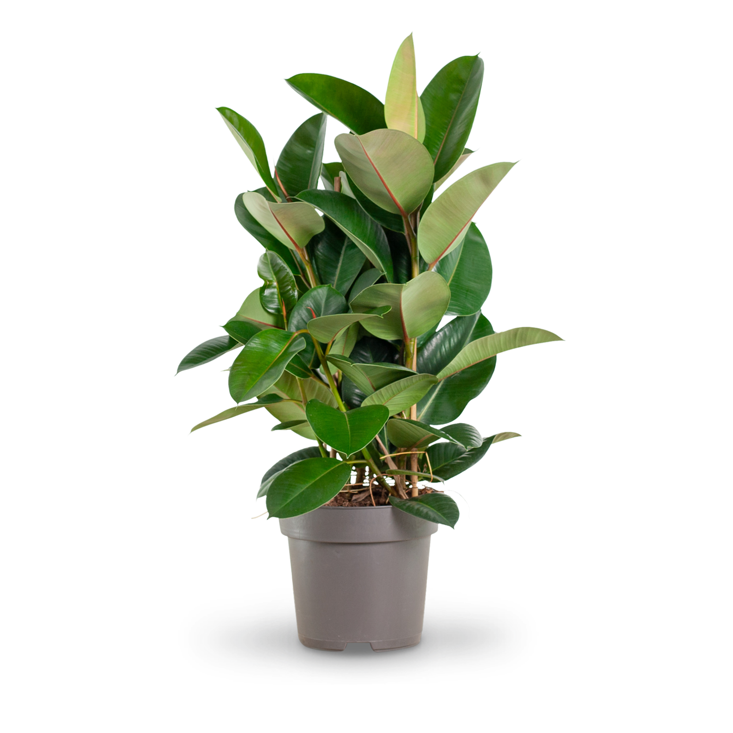 Plantura Gummibaum 'Robusta' XXL-Größe