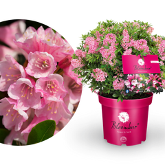 Rhododendron 'Bloombux'® Magenta