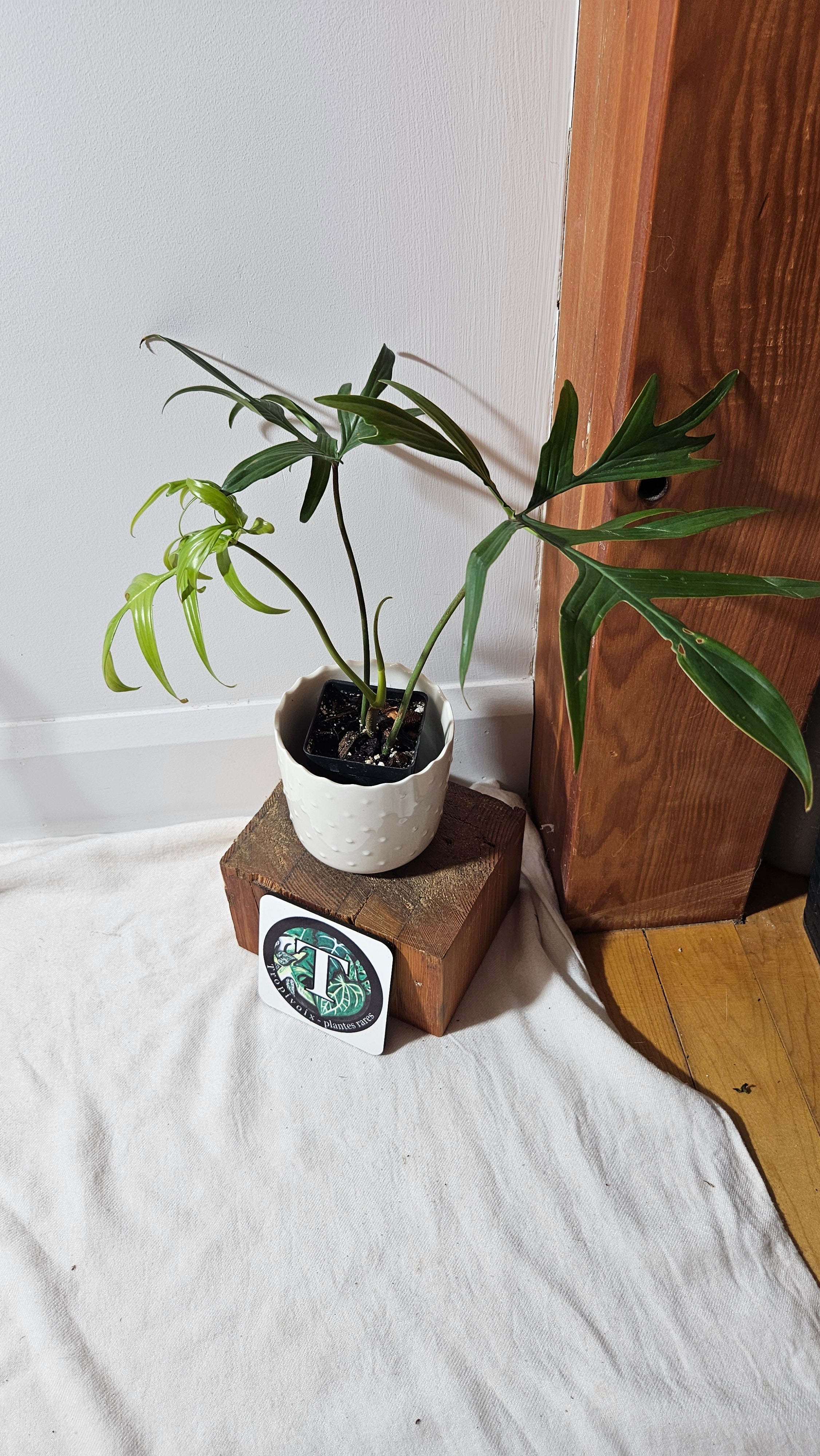 Philodendron Quercifolium (PHI-703)