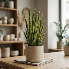 Sansevieria mit grünen und gelben Blättern von MO BLUMEN in einem beigen Topf auf einem Holztisch.