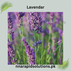 Lavender Herb Seeds in Pakistan Grow Fragrant, Medicinal Lavender at Home