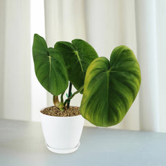Front view of Philodendron 'Mcdowell' in a white pot showing large velvety heart-shaped green leaves against a light curtain background
