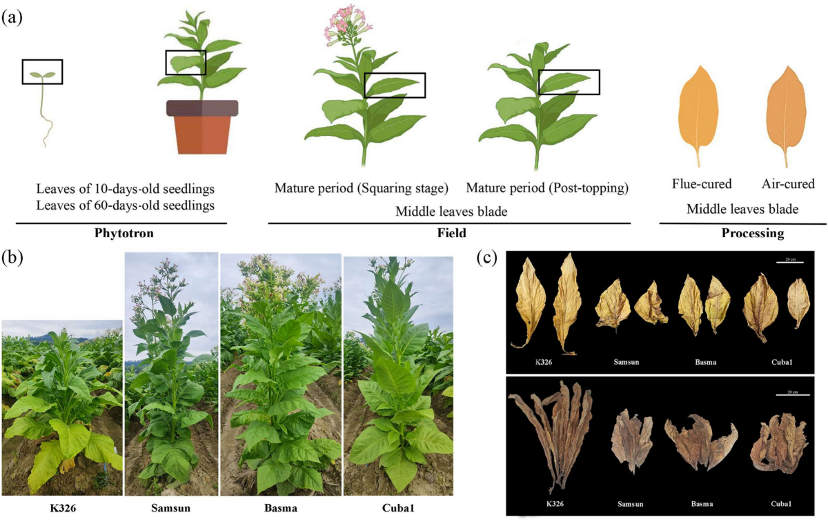 Metabolomic and transcriptomic analyses reveal differences in fatty acids  in tobacco leaves across cultivars and developmental stages | BMC Plant  Biology