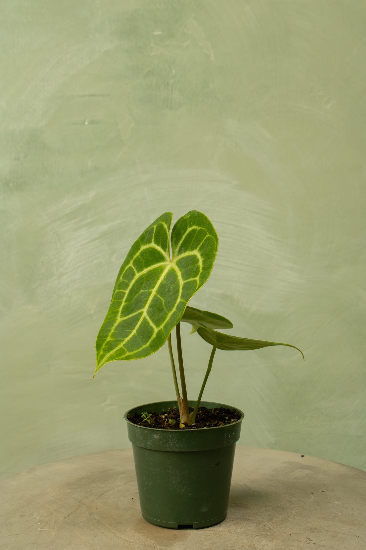 Anthurium clarinervium (hybrid)