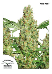 Dutch Passion Power Plant Feminised Seeds seed packaging