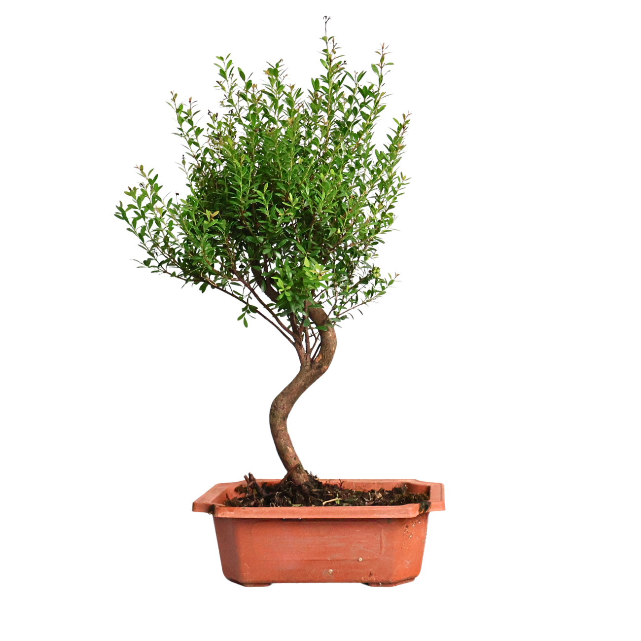 Syzygium Buxifolium Bonsai
